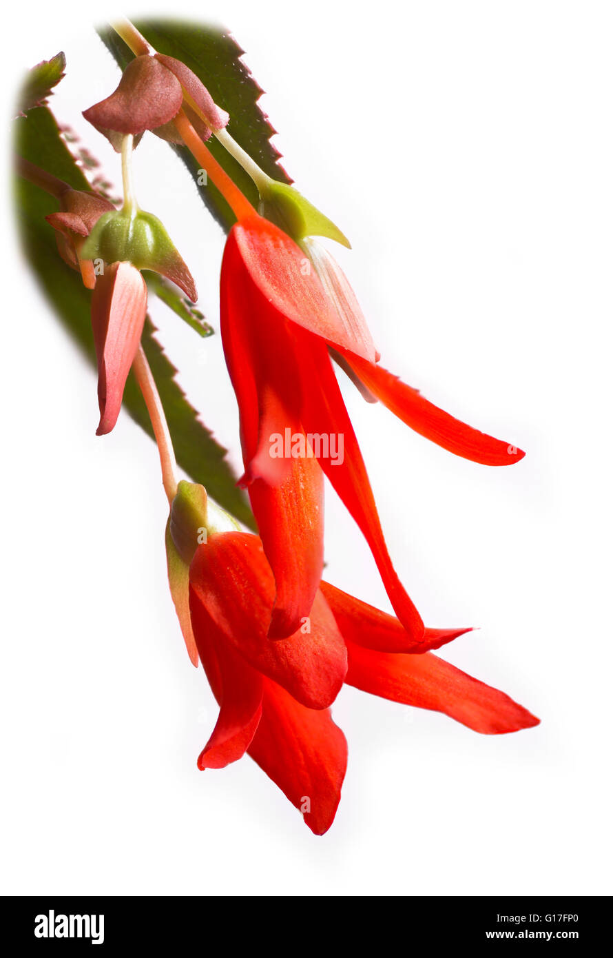 Begonia Bonfire flower in red Stock Photo