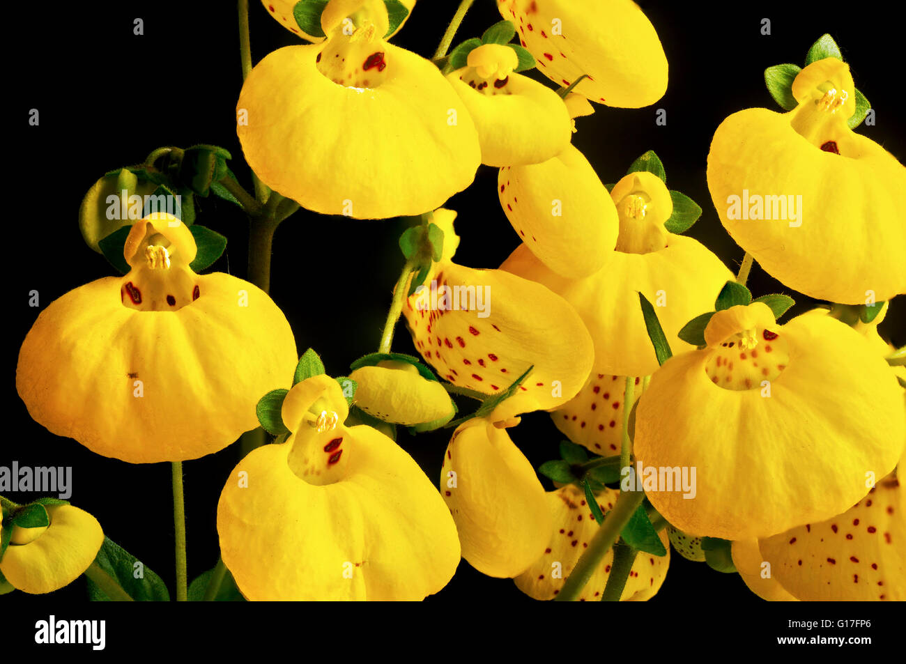 Calceolaria Yellow flowers Stock Photo