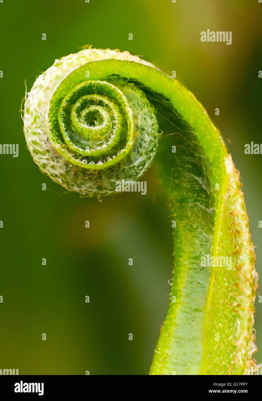 Asplenium scolopendrium fern Stock Photo