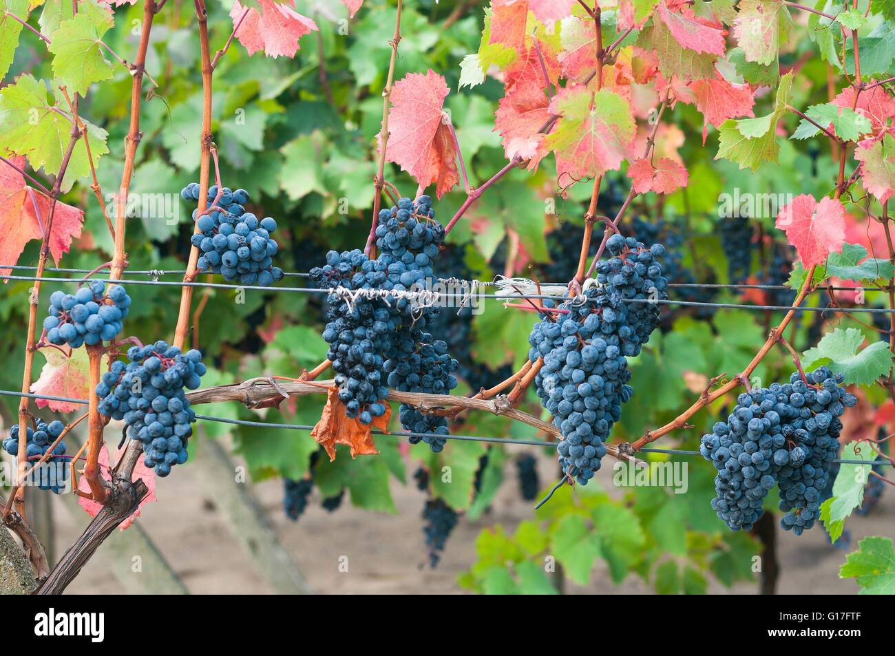 Bunch of red wine grape Bibor kadarka (Purple kadarka) in vineyard