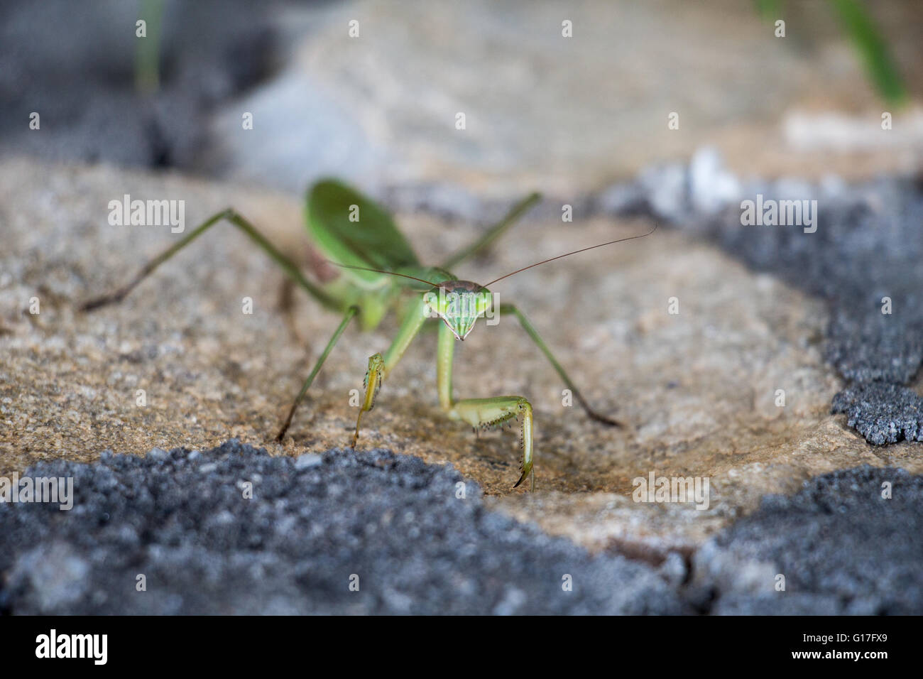 A praying mantis resting on a rock Stock Photo