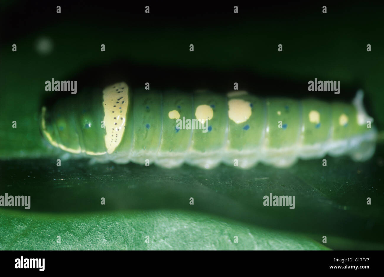 Wildlife : Swallowtail caterpillar Stock Photo - Alamy