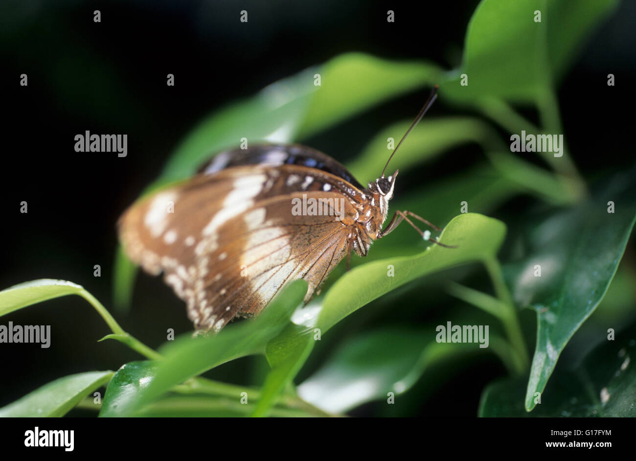 Fym Insect Wildlife, Australia, Insects, Female common eggfly (Hyplimnas bolina ...