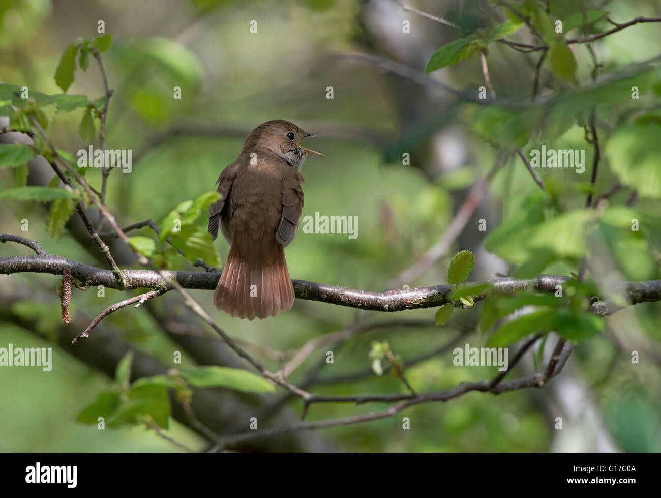 Nightingale singing tree hires stock photography and images Alamy