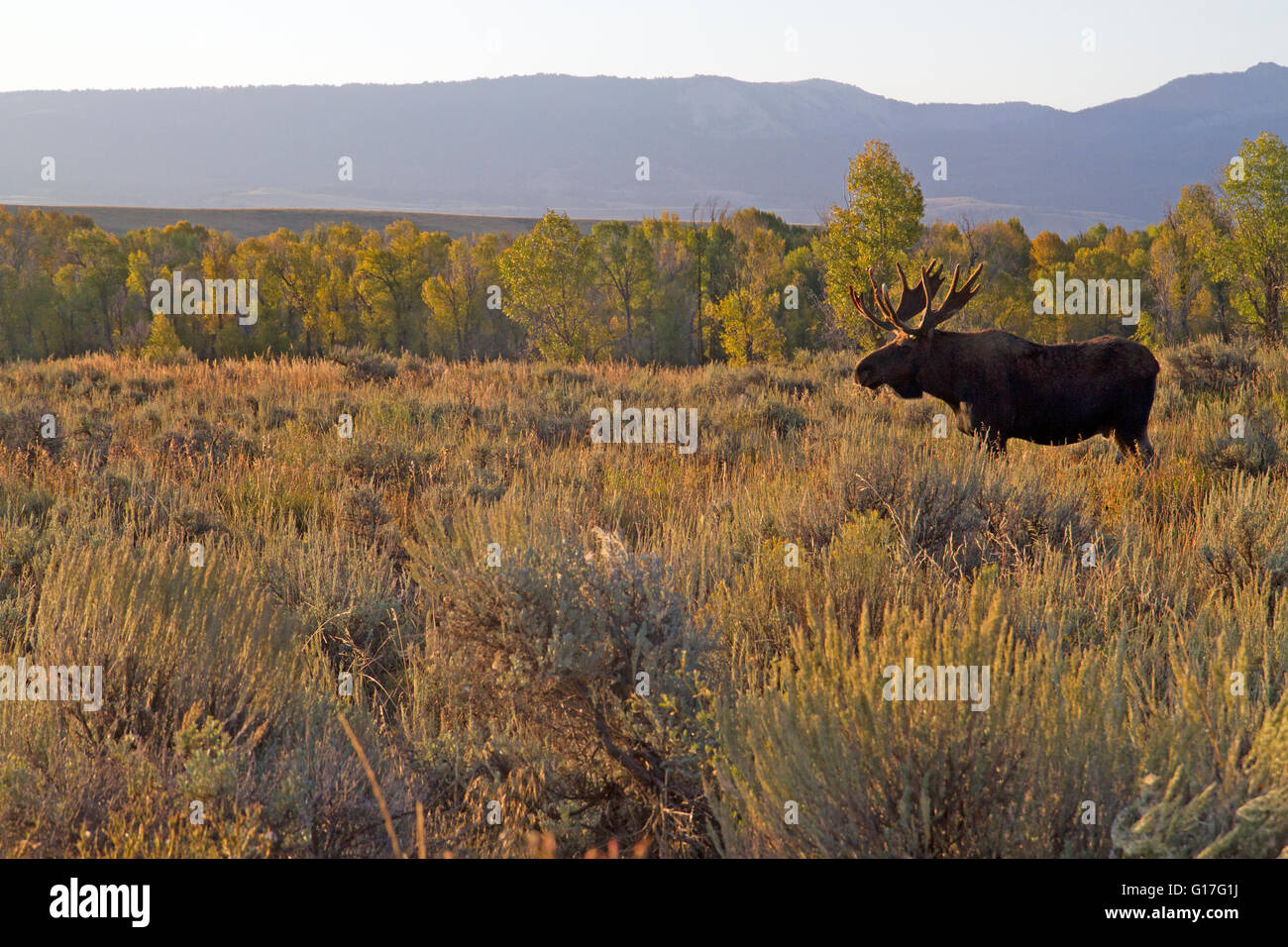Moose in the sagebrush grasslands of Jackson Hole Stock Photo