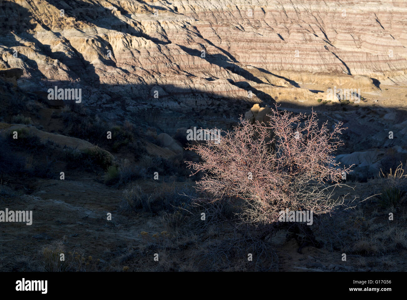 Shrub and eroded badlands, Angel Peak Nat. Recreation Area, New Mexico. Stock Photo