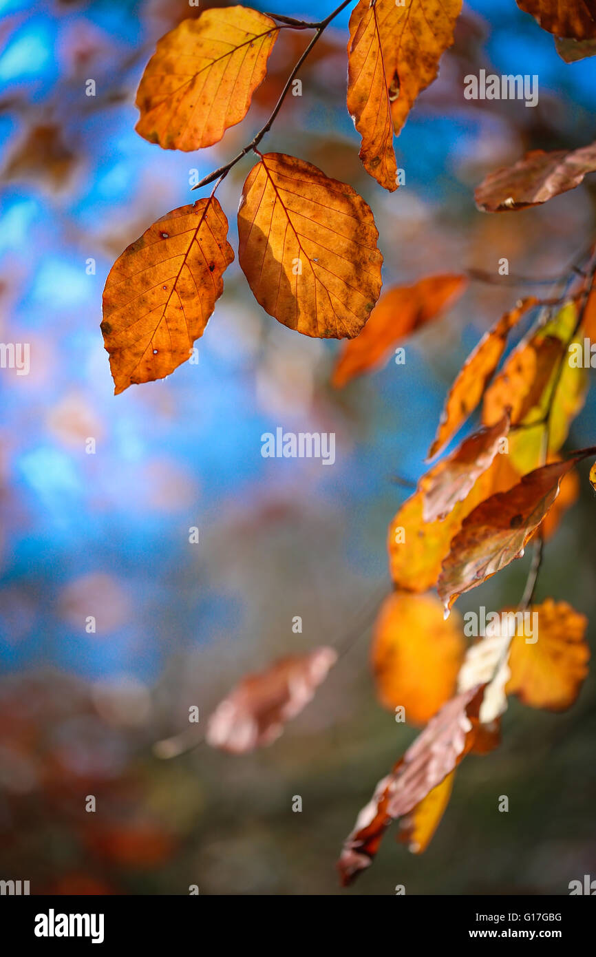 Autumn leaves on the branch Stock Photo - Alamy