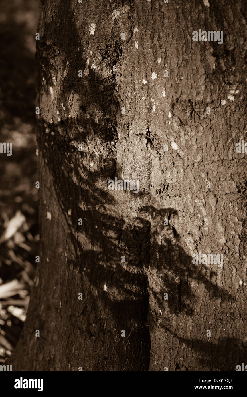 An old trunk with the ray of the sunshine Stock Photo