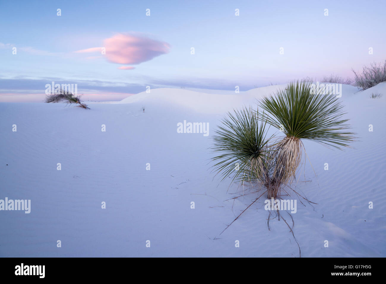 Soaptree yucca at sunrise, White Sands National Monument, New Mexico. Stock Photo