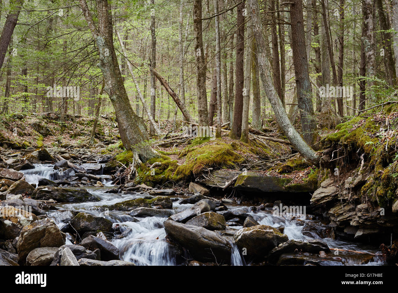 Wilderness Stream in Spring, Double Run, World's End State Park, Endless Mountains, Sullivan