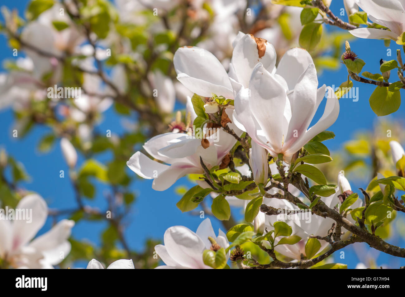 Flowers on a Magnolia tree branch with bright vivid blue sky Stock ...