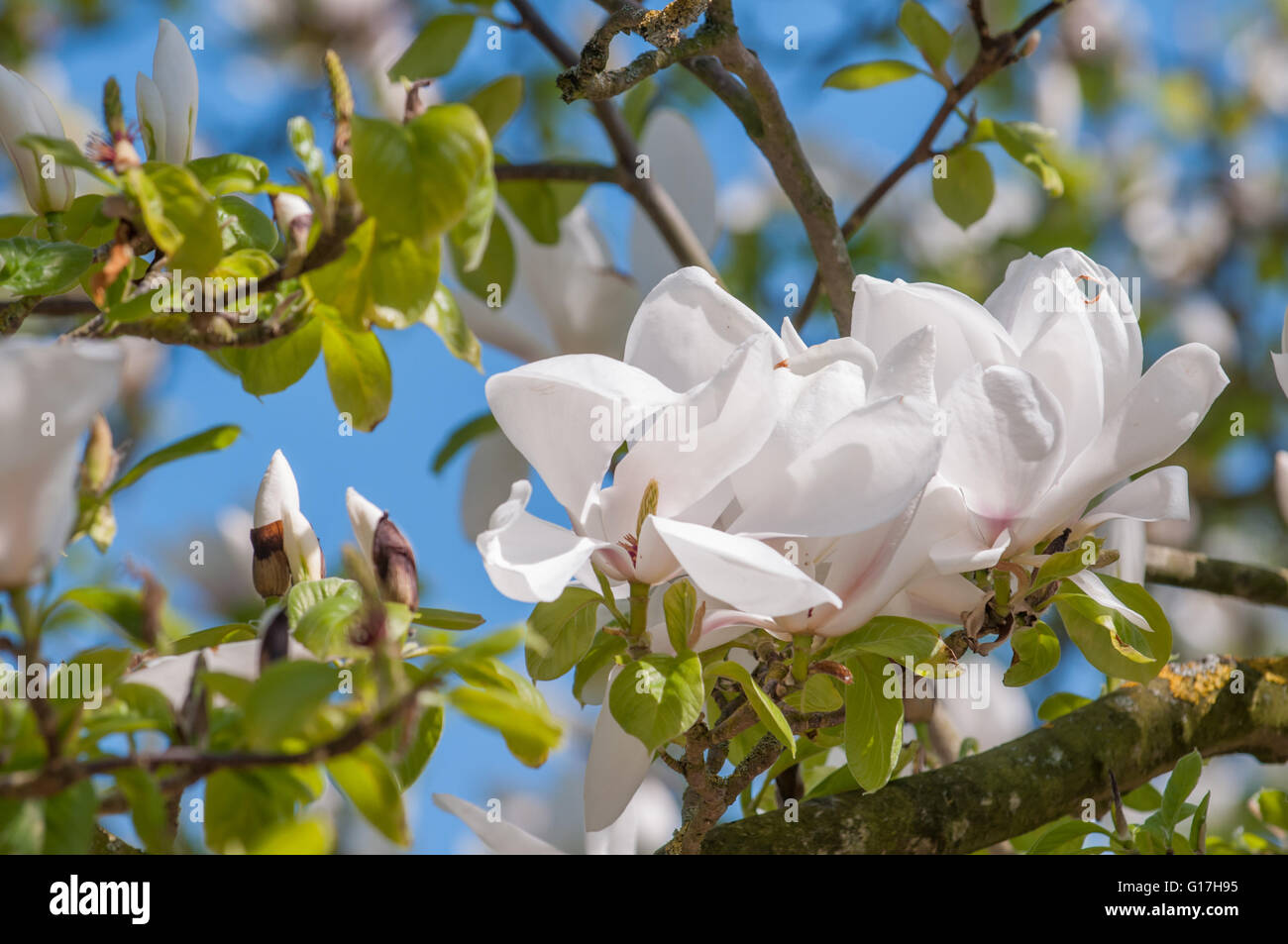 Flowers on a Magnolia tree branch with bright vivid blue sky Stock ...