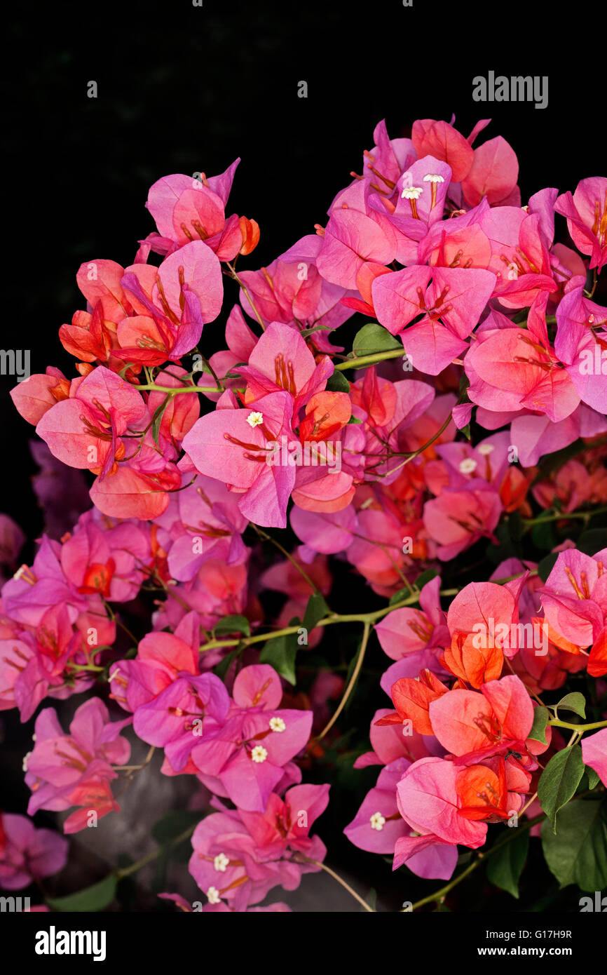 Cluster of spectacular vivid pink / orange flowers of bougainvillea bambino dwarf variety 'Bokay' against dark background Stock Photo