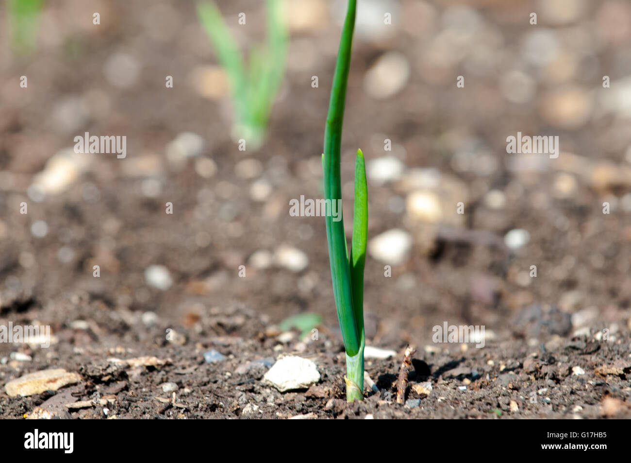 Small green plant shoot growing from dry soil, concept for new beginnings Stock Photo