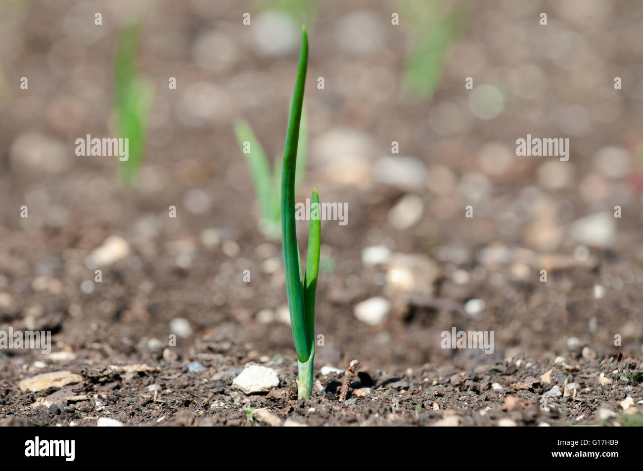 Small green plant shoot growing from dry soil, concept for new beginnings Stock Photo