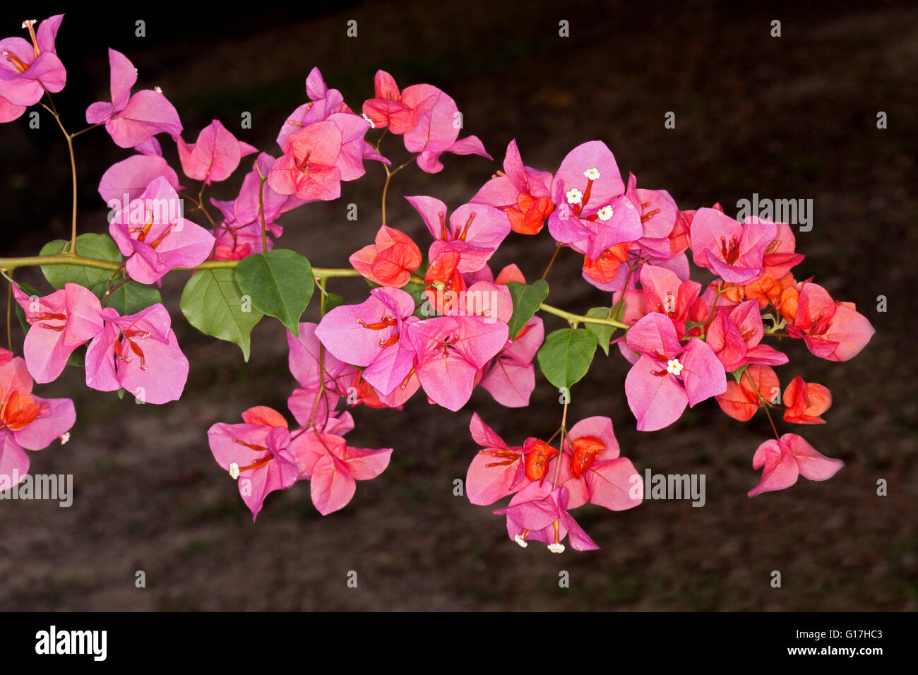 Cluster of vivid pink flowers and leaves of bougainvillea bambino dwarf variety 'Bokay' against dark background Stock Photo