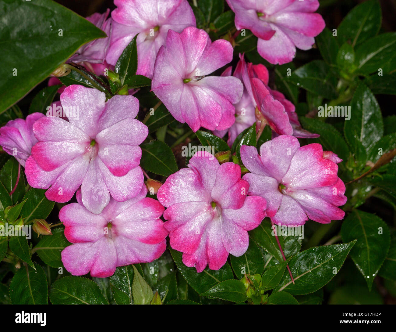 Cluster of colourful pink and white flowers and dark green leaves of New Guinea impatiens 'Harmony Radiance' Stock Photo