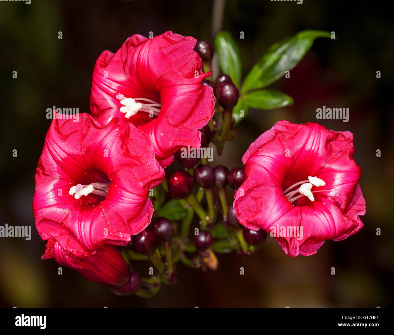 Cluster of stunning vivid red flowers, dark buds and emerald leaves of cardinal climber Ipomoea horsfalliae on dark background, Stock Photo