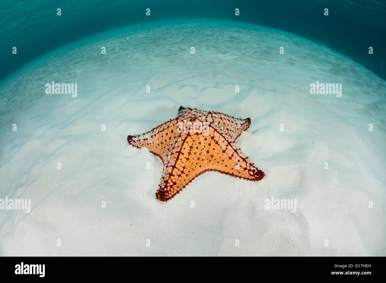 A Red cushion sea star (Oreaster reticulatus) is found on a shallow sand flat on Turneffe Atoll, Belize. Stock Photo