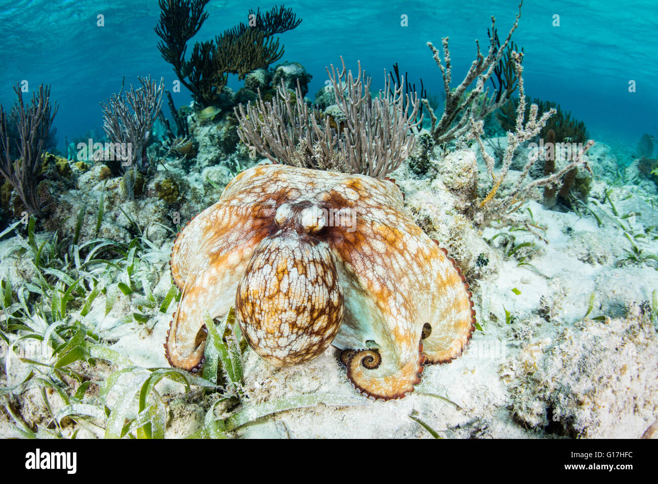 A Caribbean reef octopus (Octopus briareus) explores the seafloor of a