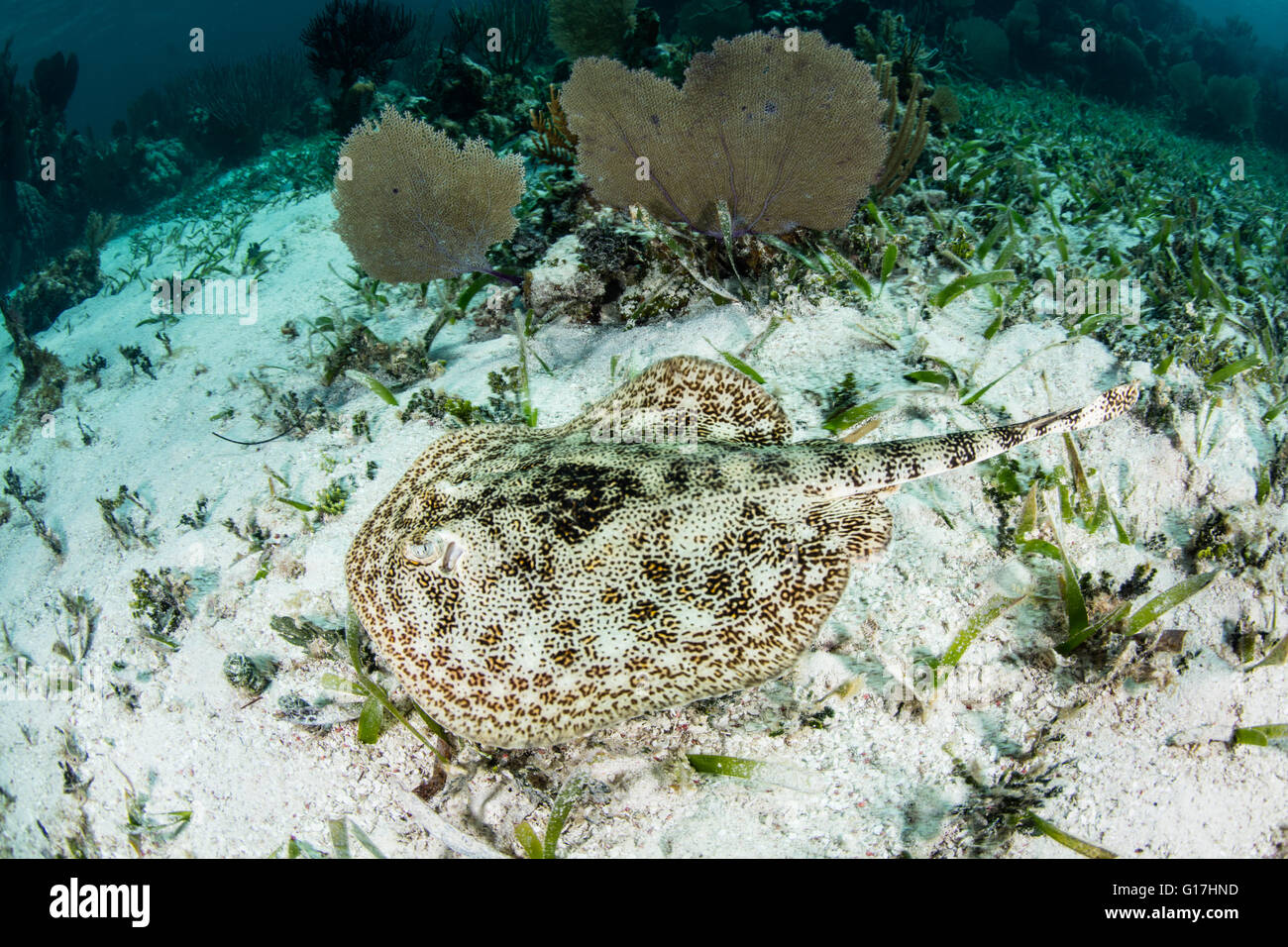 A Yellow stingray (Urobatis jamaicensis) is found on seagrass in Belize. This elasmobranch is common in the Caribbean Sea. Stock Photo