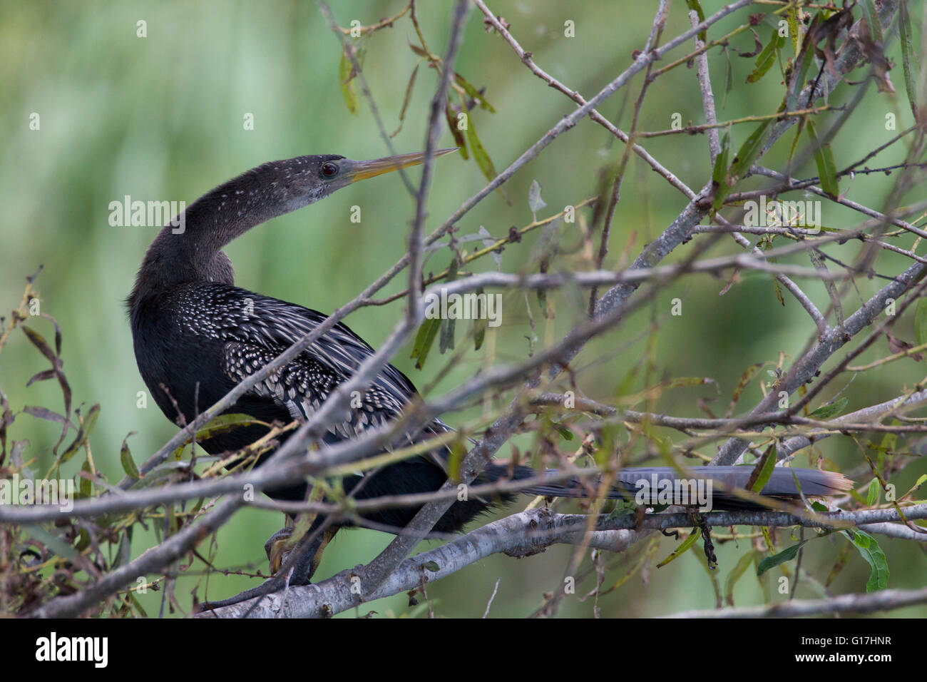 Anhinga (Anhinga anhinga) perches in tree along Pintail Drive, Cameron Prairie National Wildlife Refuge, Cameron Parish, LA. Stock Photo