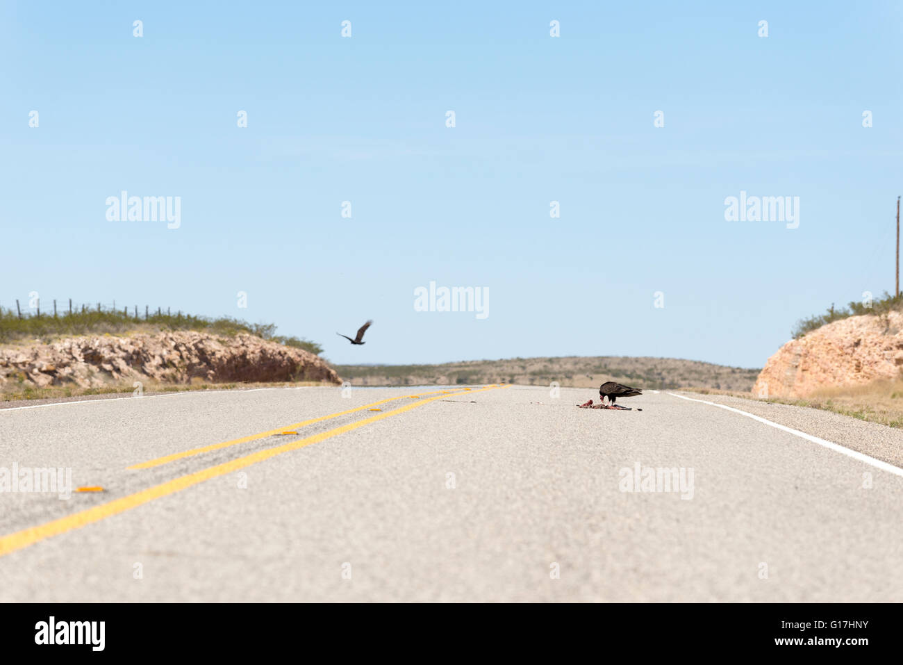 Turkey vulture eating a roadkill rabit on West Texas highway Stock