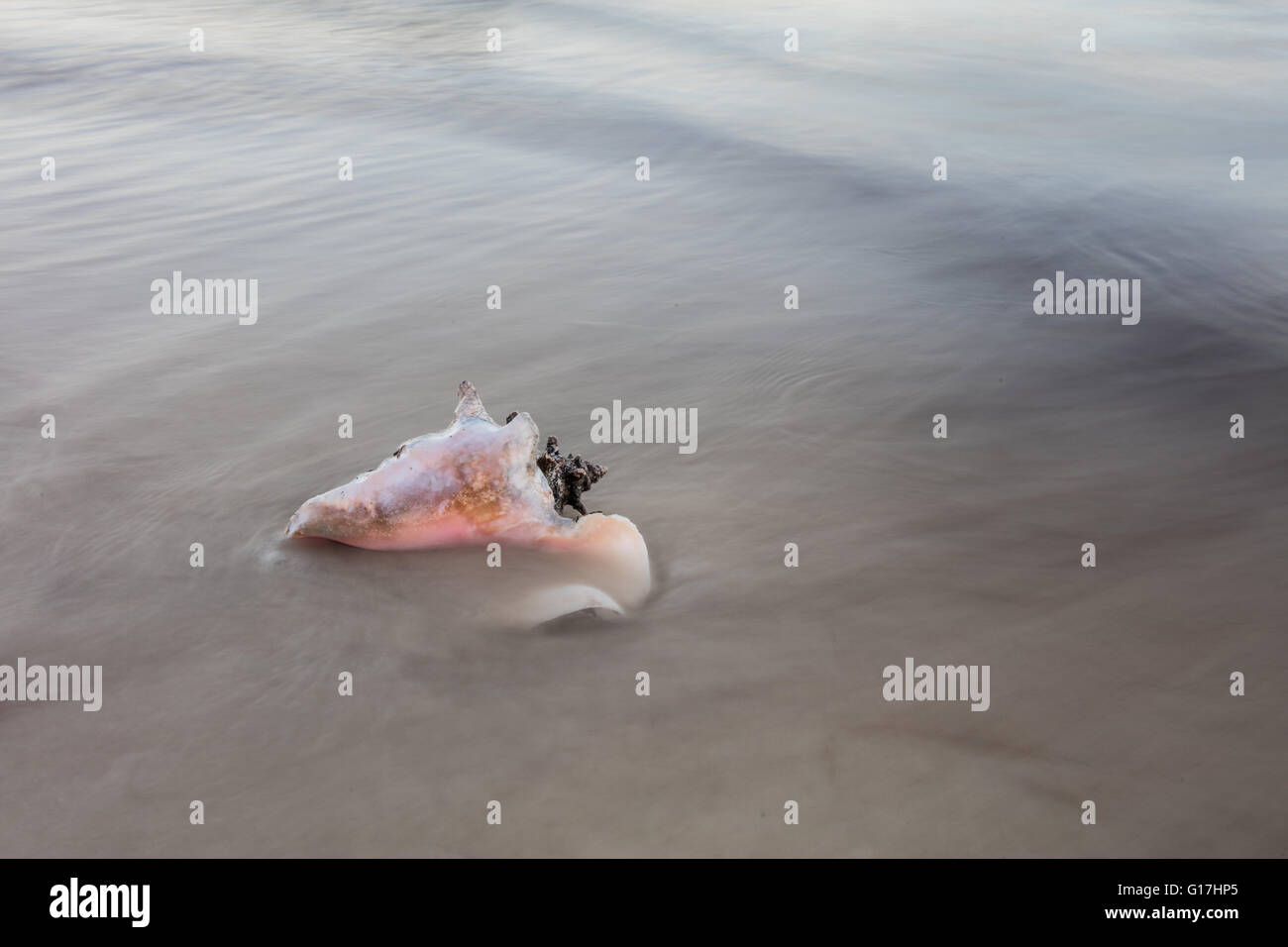 A Queen conch shell lies on a remote beach in the Caribbean Sea. This mollusk is used for food throughout the Caribbean. Stock Photo