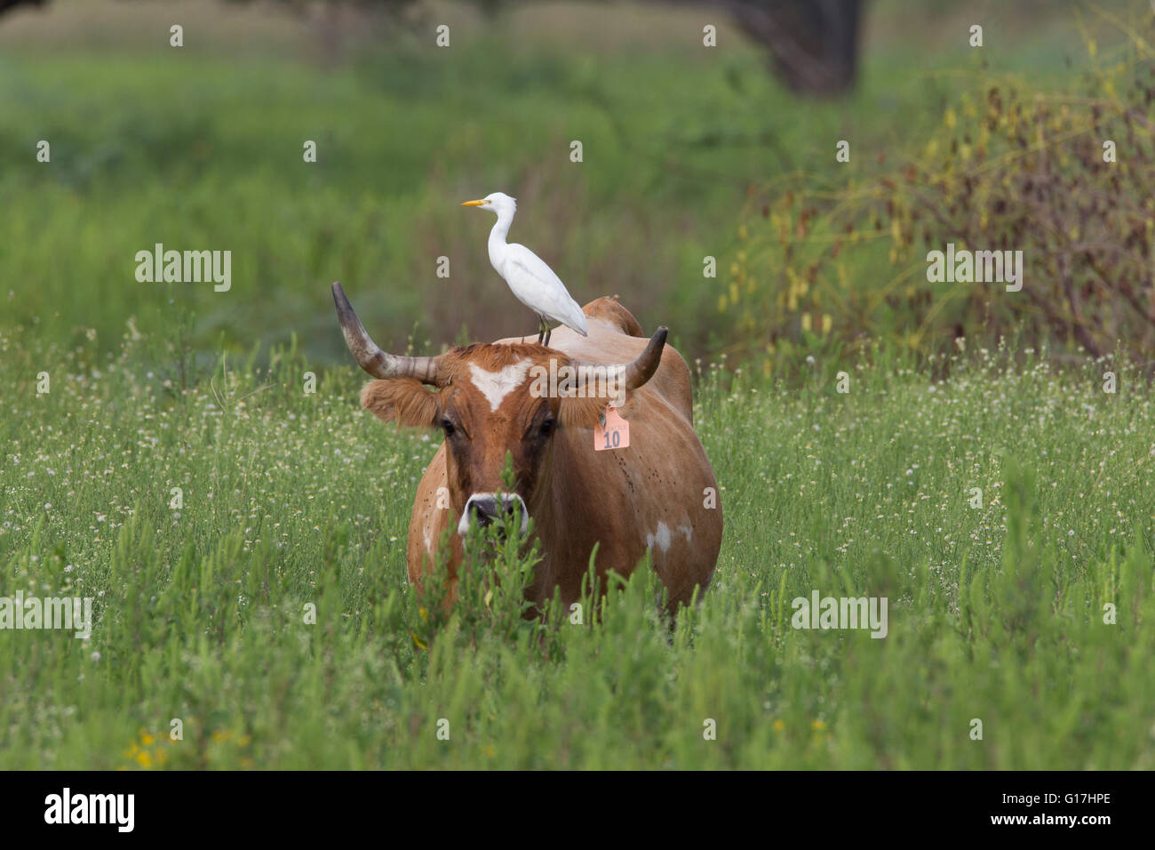 Cattle egret (Bubulcus ibis) lives up to its name by standing on the back of cow at road to Mae's Beach (Jim Erbelding Rd), LA. Stock Photo