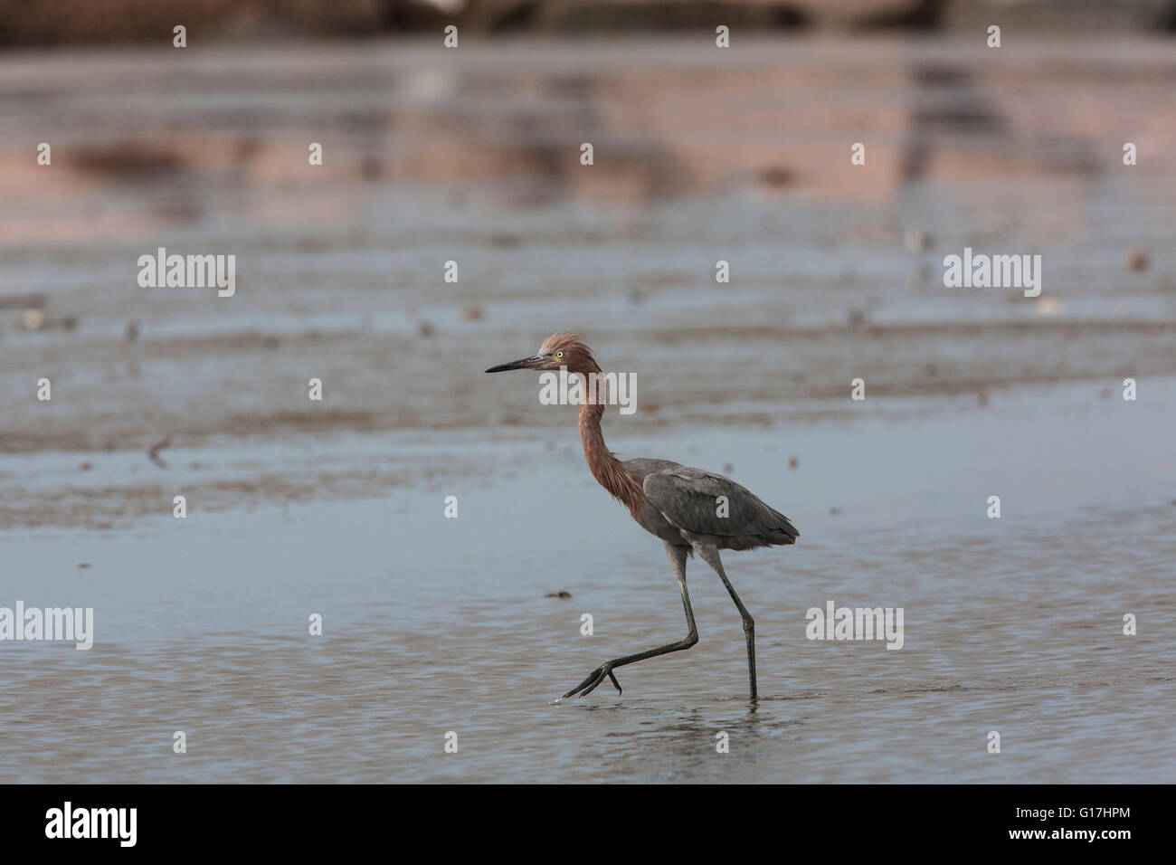 Reddish egret (Egretta rufescens) dashes in shallow water at Cameron