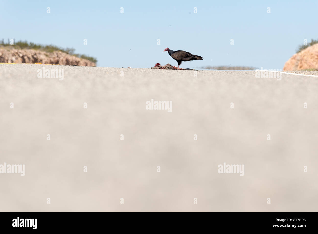 Vulture highway hires stock photography and images Alamy