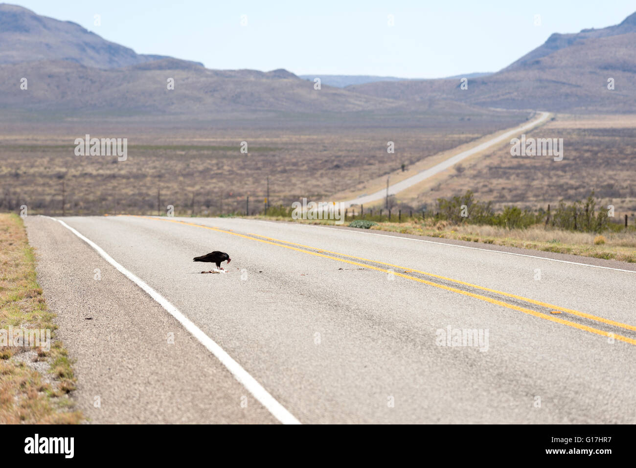Turkey vulture eating a roadkill rabit on West Texas highway Stock