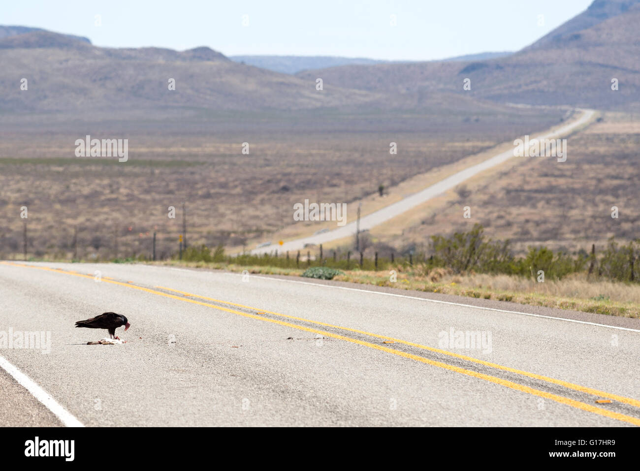 Turkey vulture eating a roadkill rabit on West Texas highway Stock