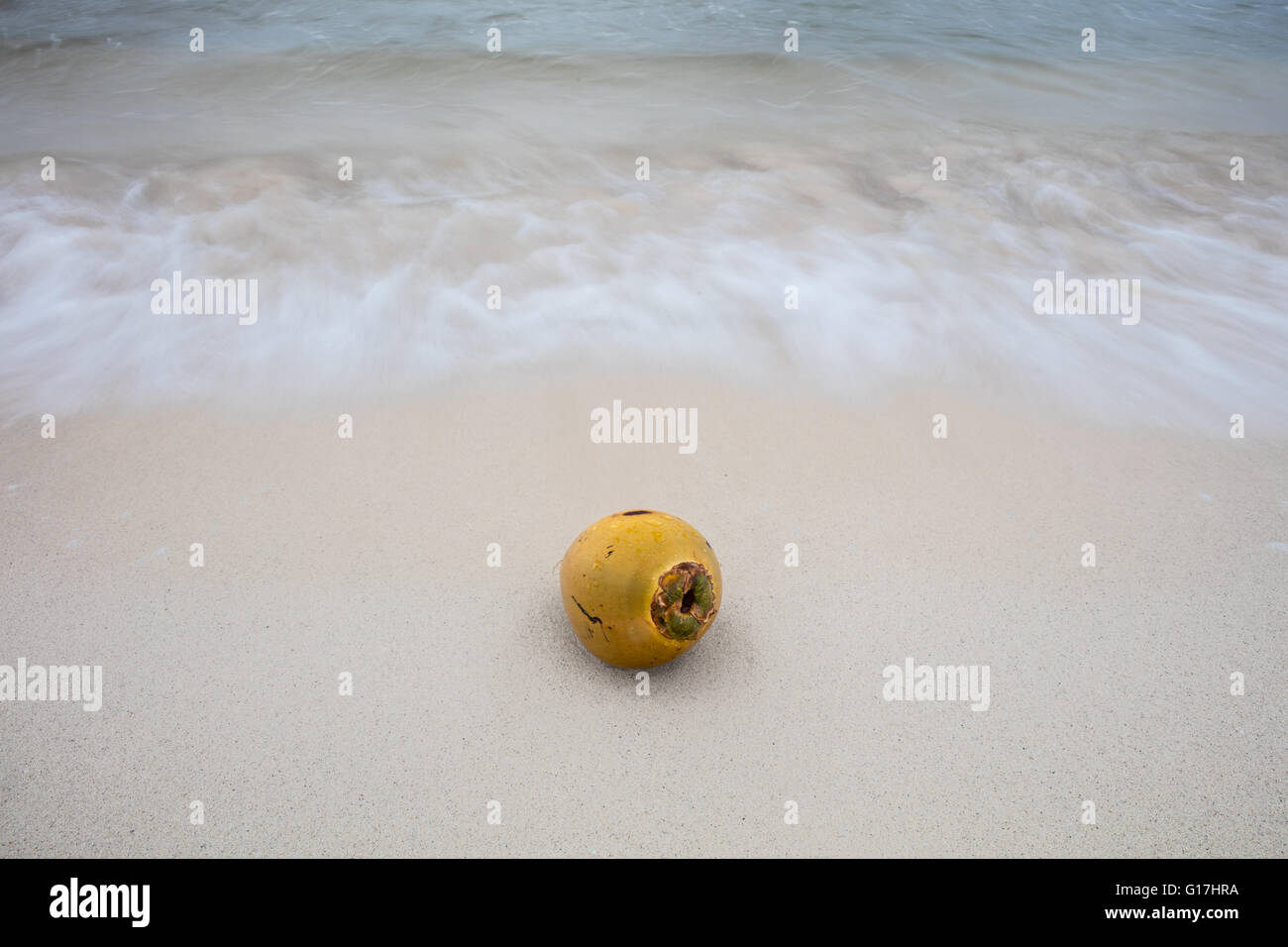 Coconut seed dispersal hires stock photography and images Alamy
