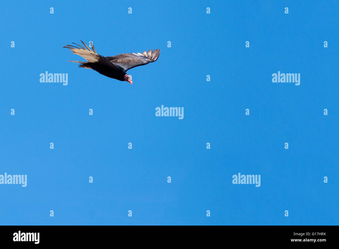 Turkey vulture flying in West Texas Stock Photo Alamy
