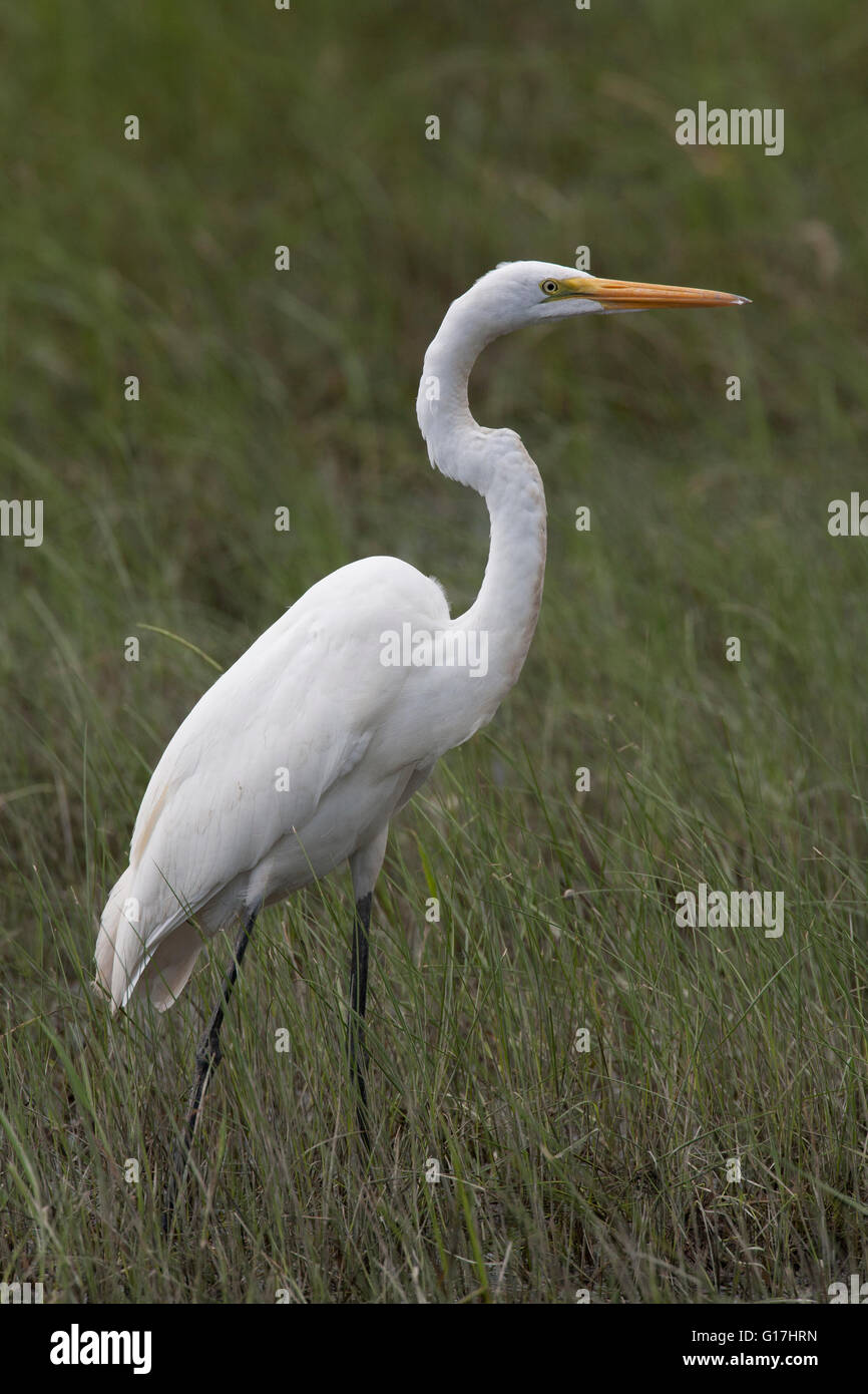 Great egret (Ardea alba) stands in marsh along Davis Road, in Cameron, Cameron Parish, LA. Stock Photo