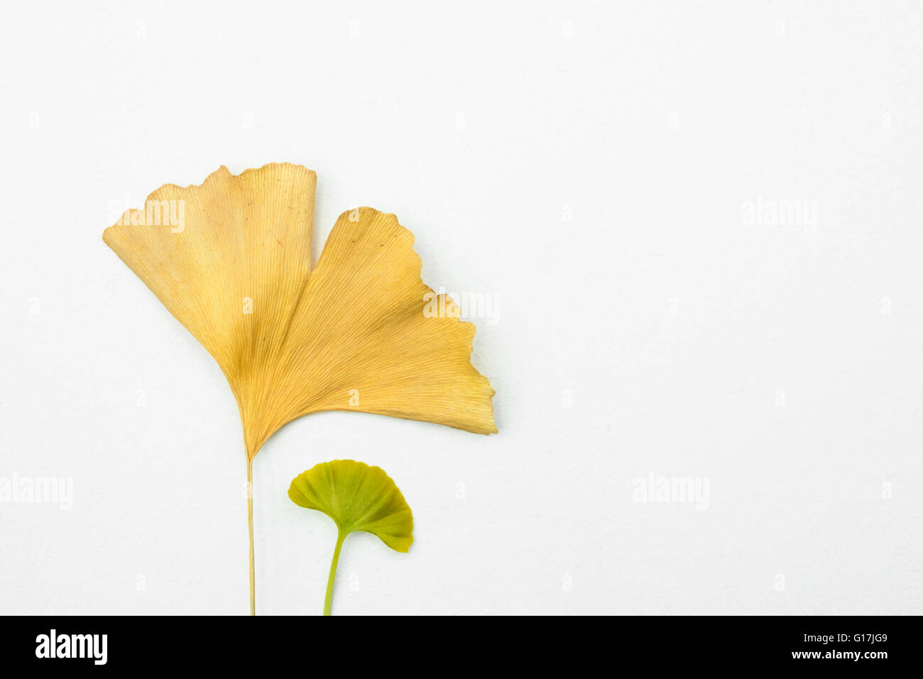 Old dried yellow Ginkgo leaf accompanied by a little young green Ginkgo leaf on an isolated white background. It represents the Stock Photo