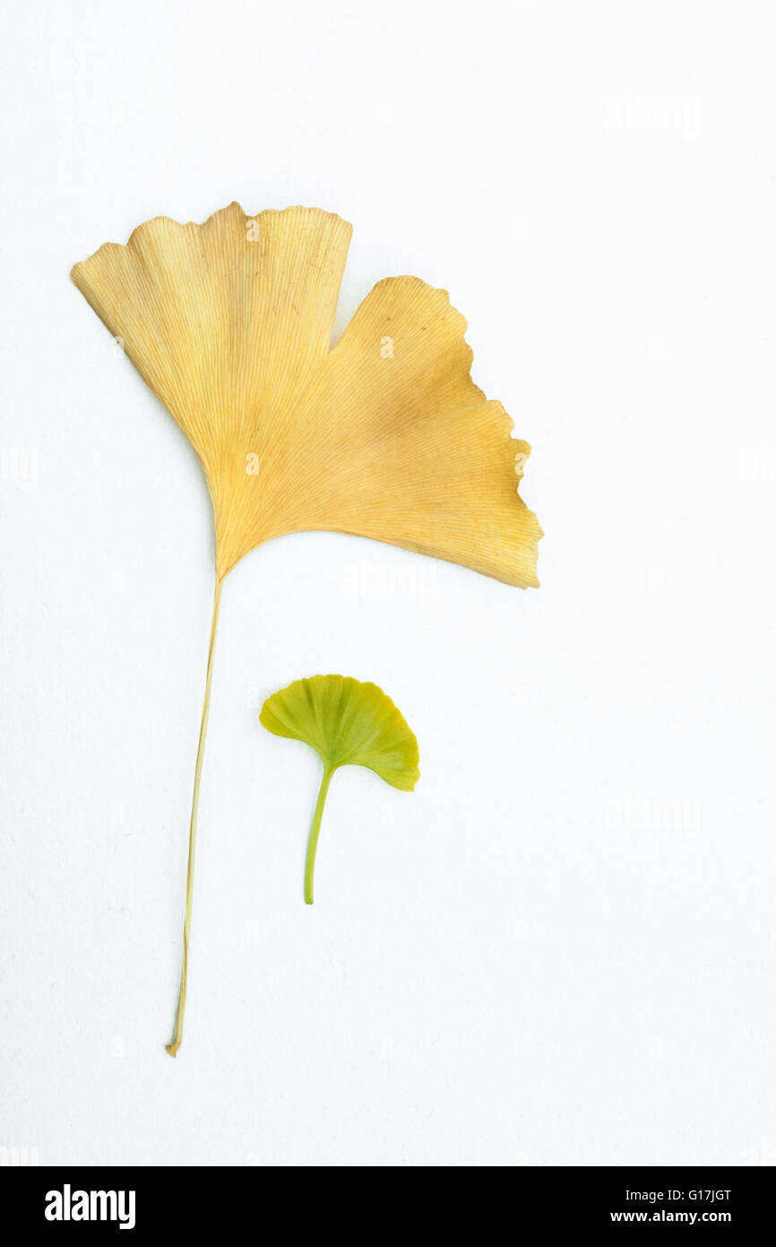 Old dried yellow Ginkgo leaf accompanied by a little young green Ginkgo leaf on an isolated white background. Stock Photo