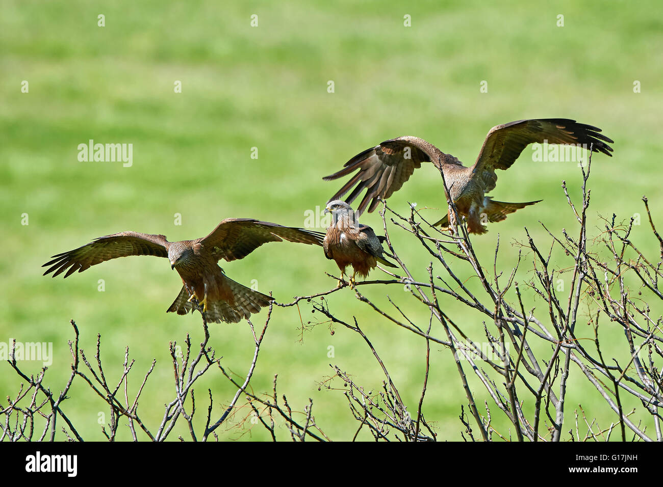 Black kites landing and resting in a tree in their habitat Stock Photo
