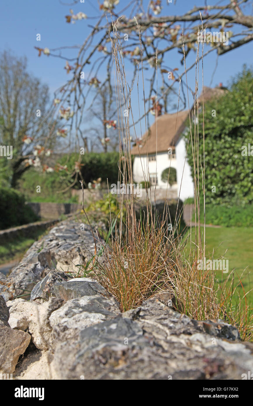 An old wall with grass tufts growing from the top with a thatched cottage just showing behind Stock Photo