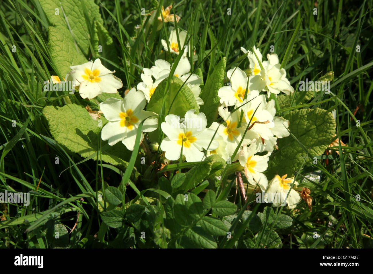 A close up of a group of wild yellow primrose flowers growing amongst the grass of a Devon roadside in Spring Stock Photo