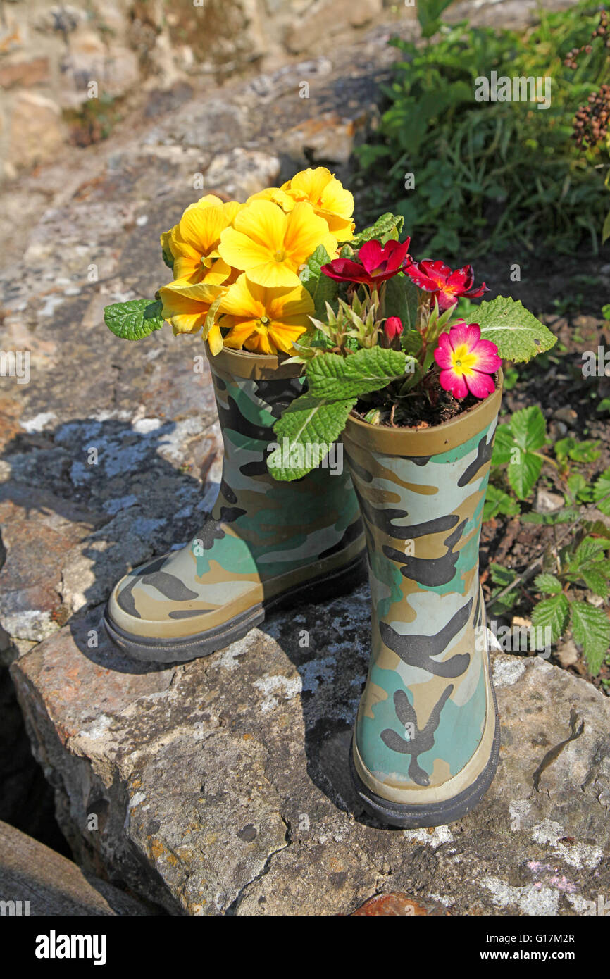 A novelty, a pair of rubber boots planted with primroses sitting on a garden wall in the sunshine Stock Photo