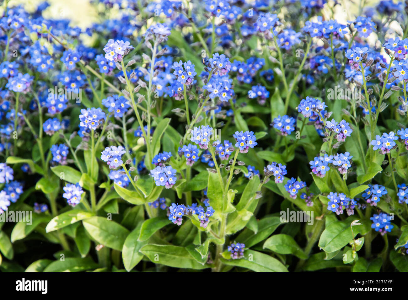 Forget-me-not flowers - Myosotis sylvatica - in the park. Beauty in nature. Blue flowers. Beauty in nature. Close up natural sce Stock Photo
