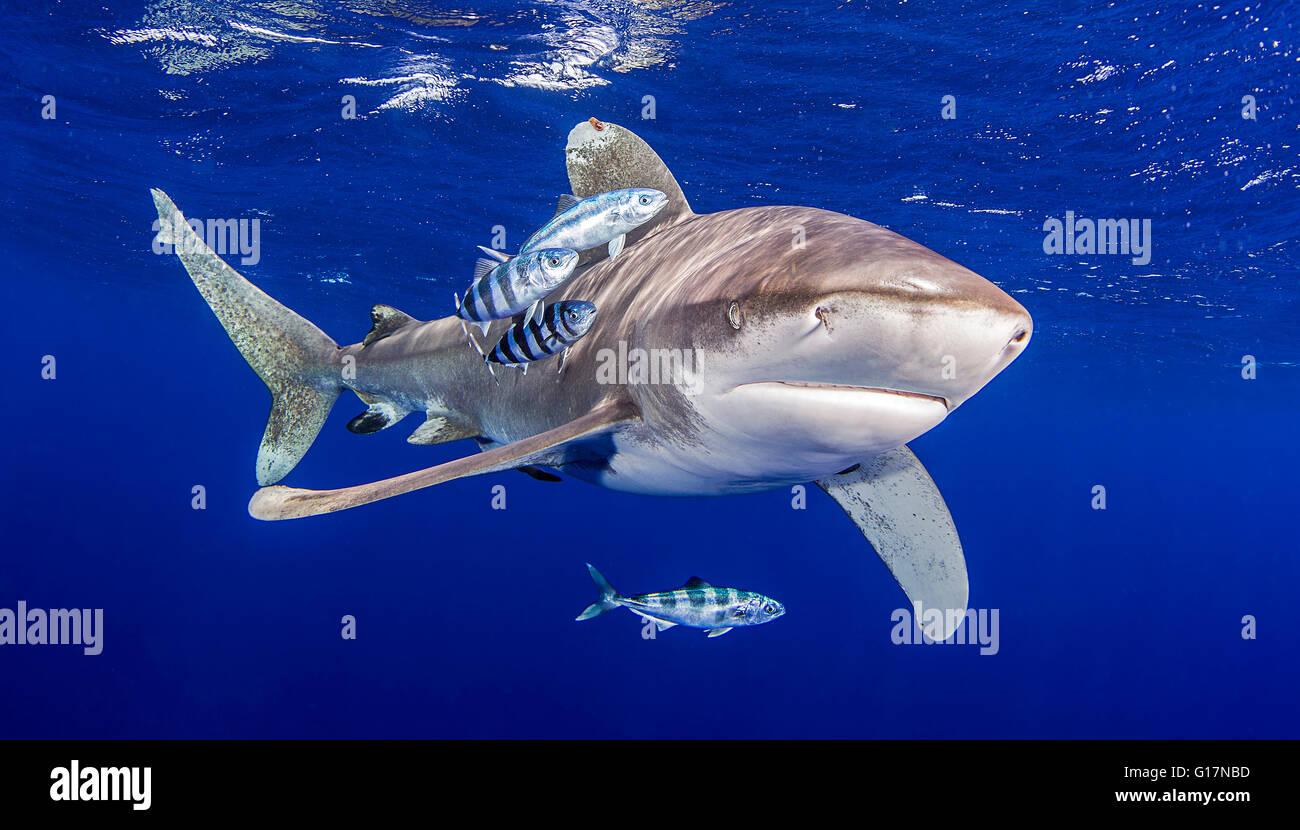 Oceanic Whitetip Shark with pilot fish around it Stock Photo