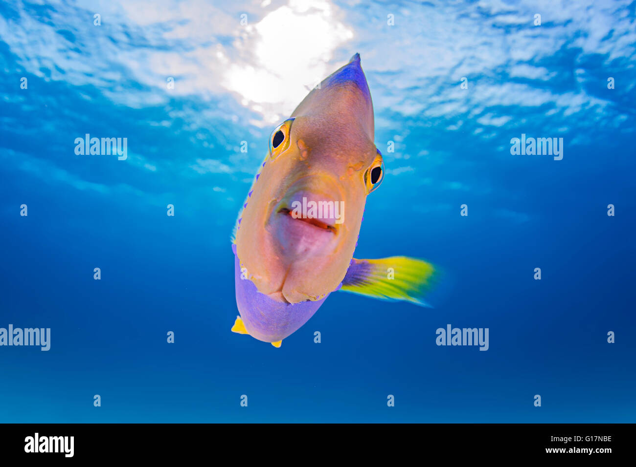 Close up of juvenile Queen Angelfish Stock Photo