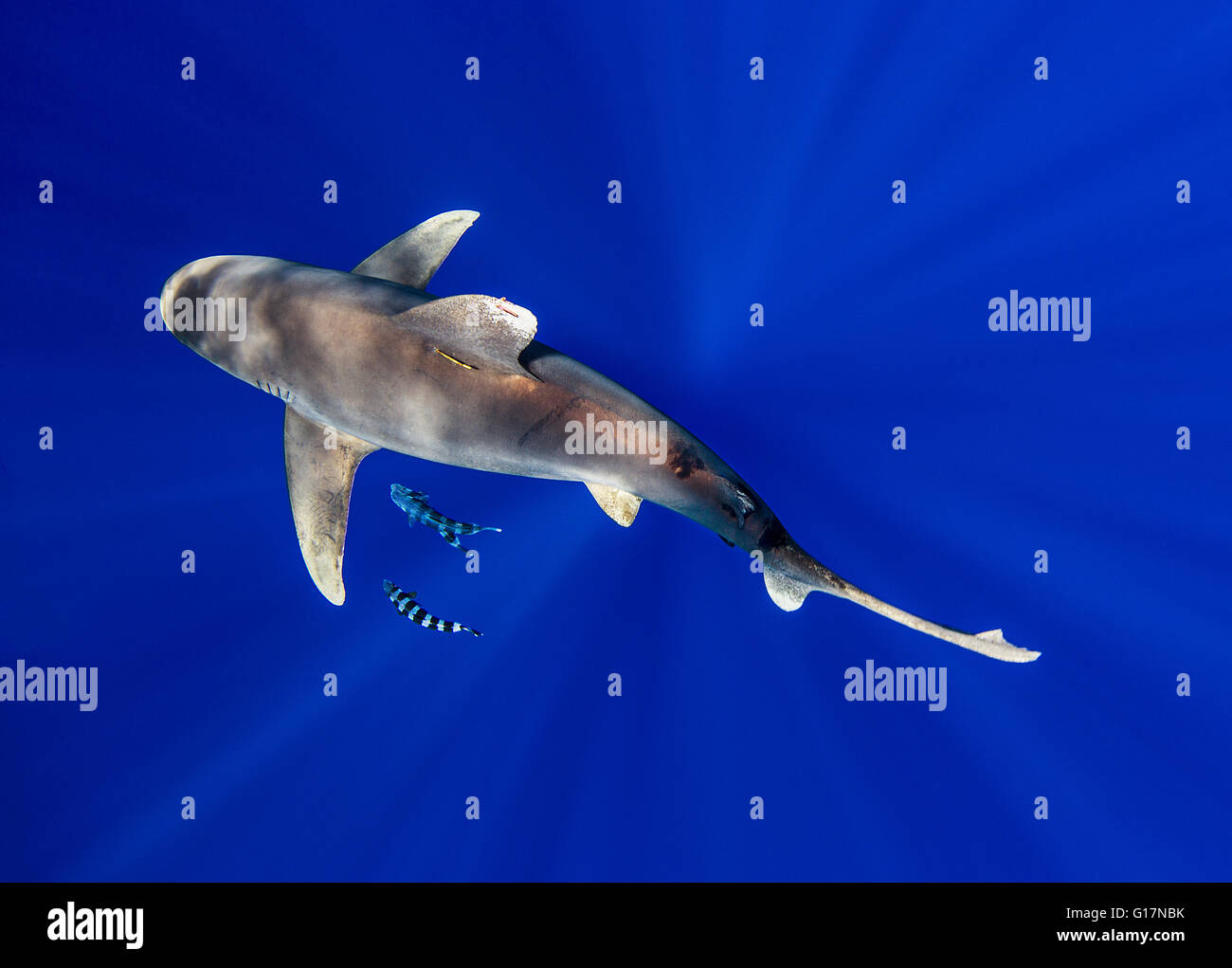 Oceanic Whitetip Shark with pilot fish around it Stock Photo