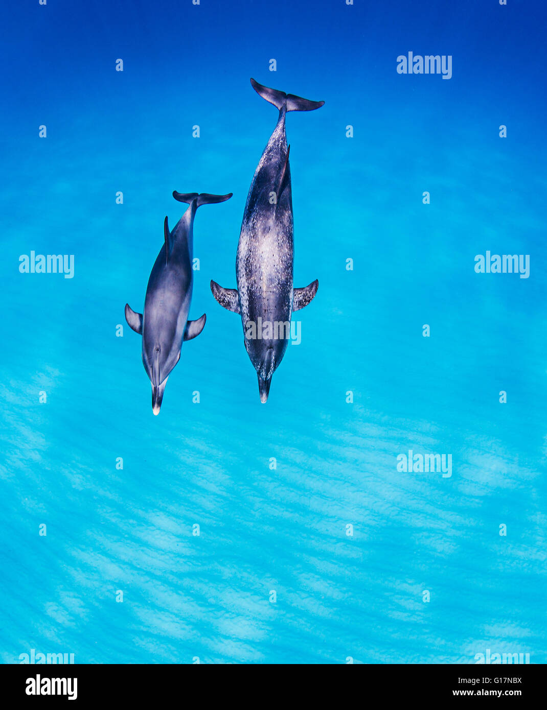 Mother Daughter Pair Of Atlantic Spotted Dolphins Stock Photo - Alamy