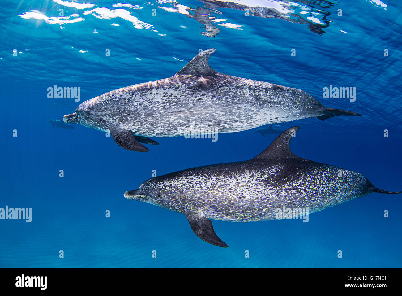 Male Spotted Dolphins swimming near surface of ocean Stock Photo