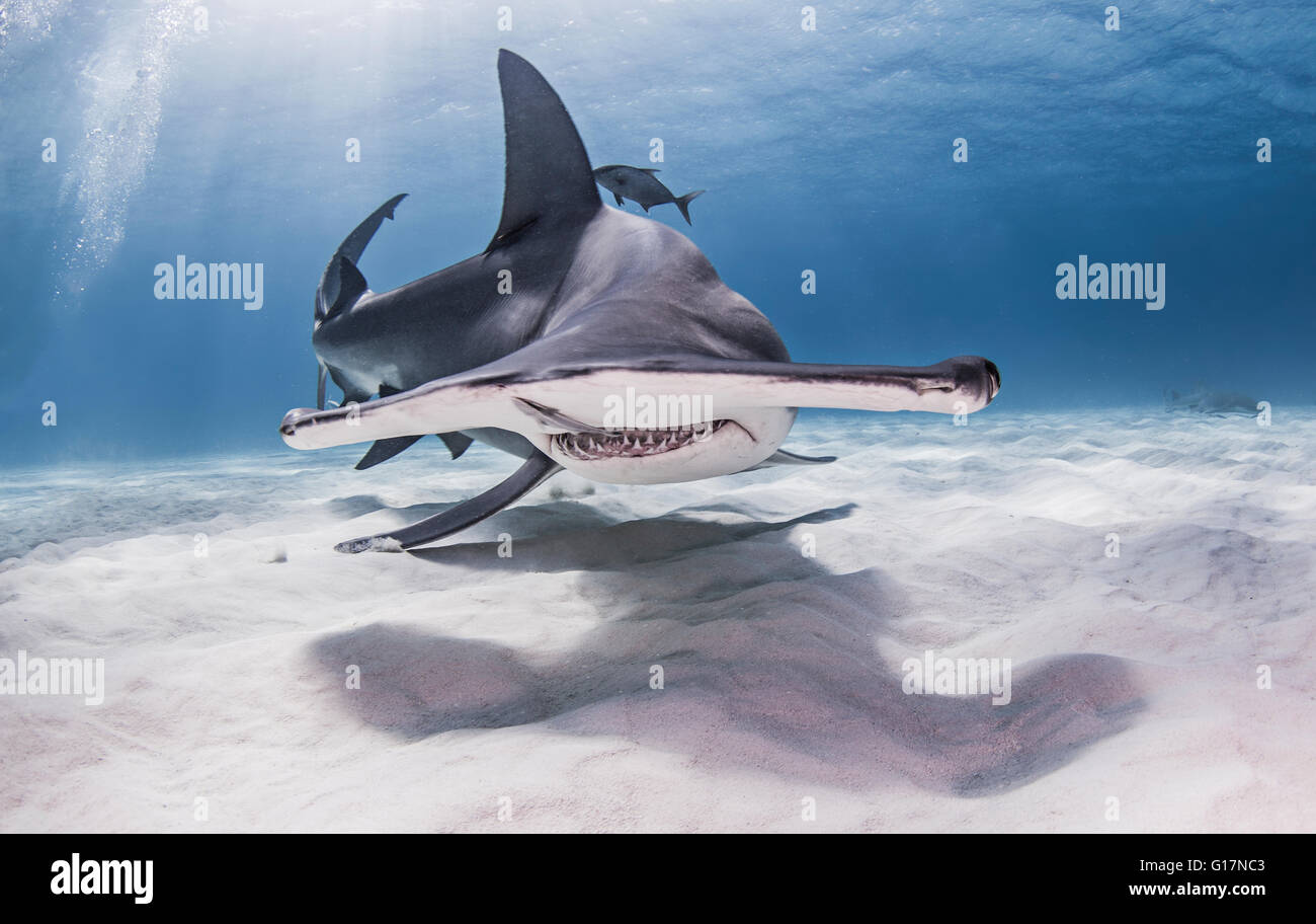 Great Hammerhead Shark swimming near seabed Stock Photo