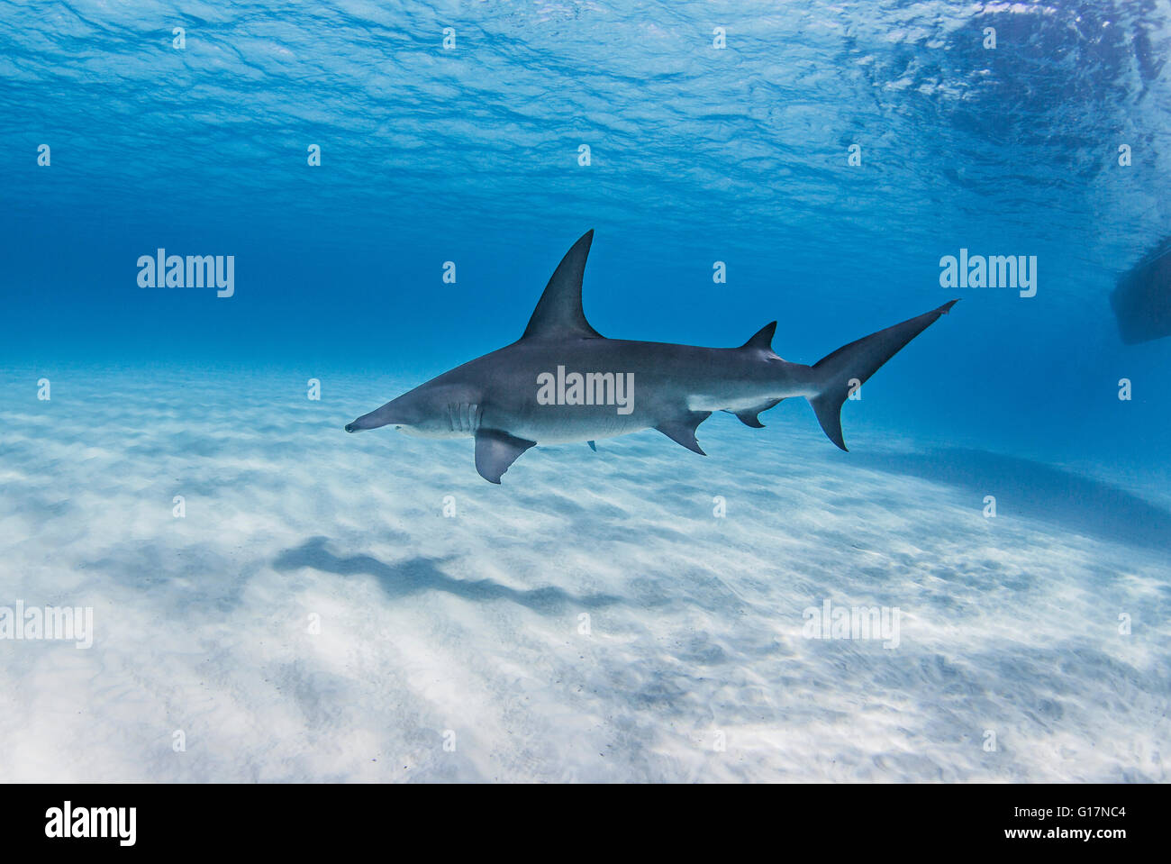 Great Hammerhead Shark swimming near seabed Stock Photo - Alamy